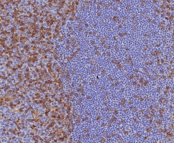 CD4 Antibody