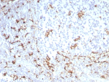 CD163 Antibody