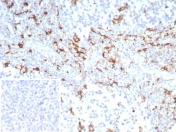 CD163 Antibody
