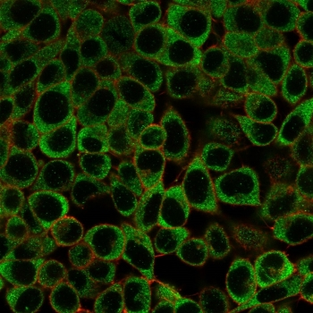 Y-box-binding protein 3 Antibody / YBX3