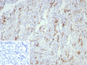 CD163 Antibody