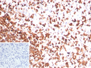 CD3 epsilon Antibody