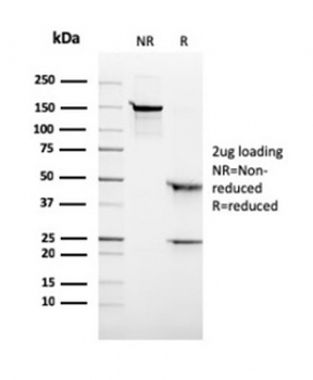 CD6 Antibody