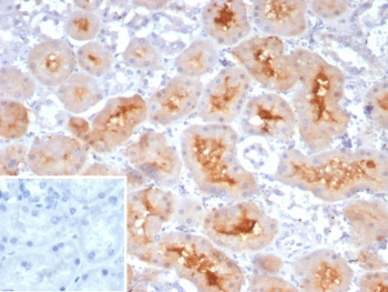 Neuropilin-1 Antibody