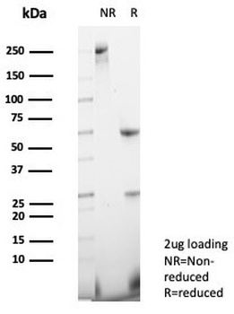 Neuropilin-1 Antibody