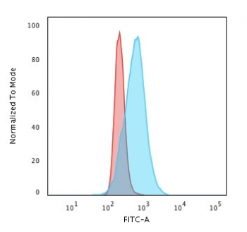 Cyclin B1 Antibody / CCNB1