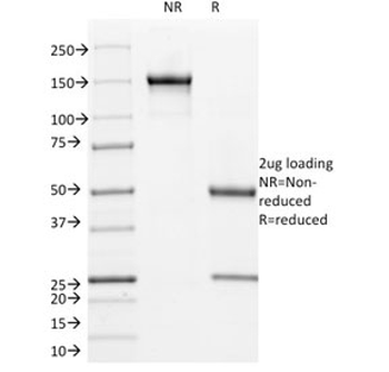 Cyclin B1 Antibody / CCNB1