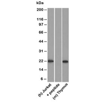 CD3 epsilon Antibody