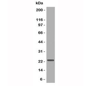 CD3 epsilon Antibody