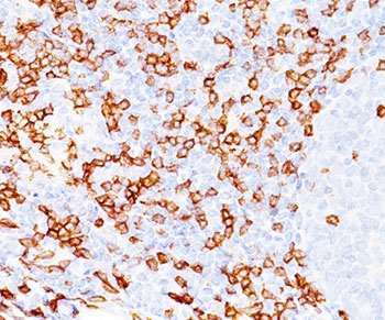CD8a Antibody