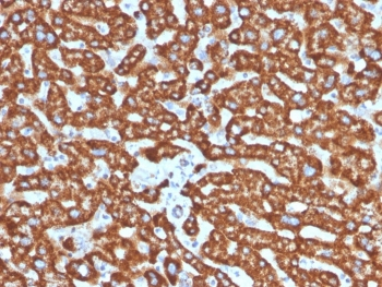 HSP60 Antibody / HSPD1