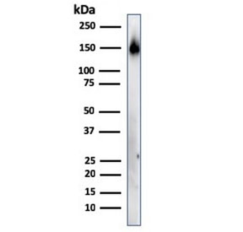 CD45RA Antibody