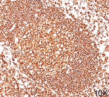 CD45 Antibody Cocktail