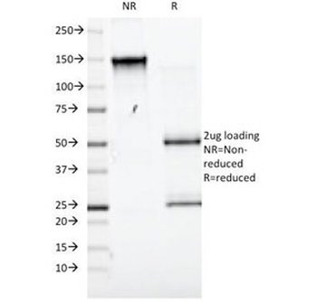 CD98 Antibody / SLC3A2