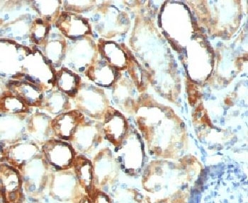 Mitochondria Marker Antibody
