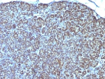 Mitochondria Marker Antibody
