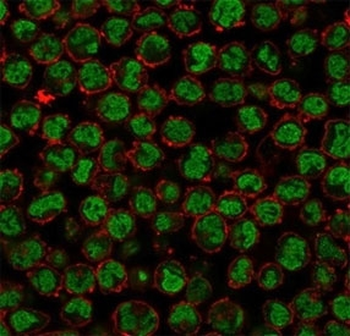 QKI Antibody / Protein Quaking