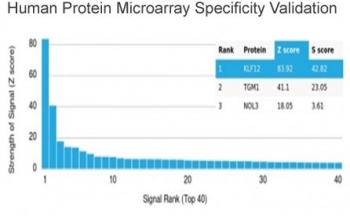 KLF12 Antibody