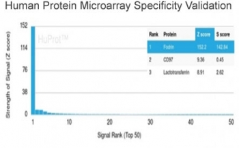 Alpha II Spectrin Antibody / SPTAN1 / Alpha Fodrin / NEAS