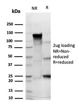 SPN Antibody / CD43