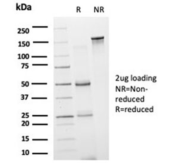 GRAMD4 Antibody