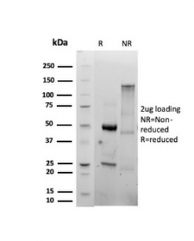 Recombinant CD86 Antibody
