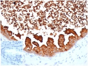 Lactoferrin Antibody / LTF / Lactotransferrin
