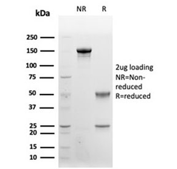 CD48 Antibody (Pan Leukocyte Marker)