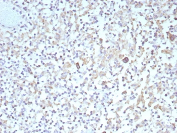 Recombinant Bcl-X Antibody
