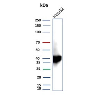 ARK1C1 Antibody / Aldo-keto Reductase Family 1 Member C1