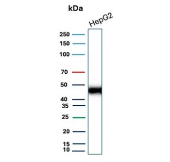CD147 / Emmprin / Basigin Antibody