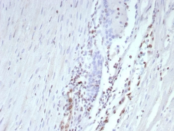 Recombinant Transcriptional Regulator ERG Antibody
