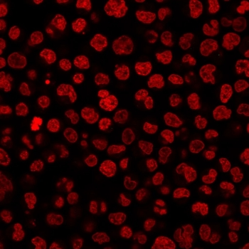 Mouse IgG1 Antibody / Isotype Control for Mouse