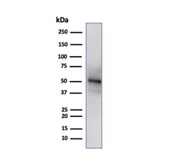 Recombinant NeuN Antibody / Fox3