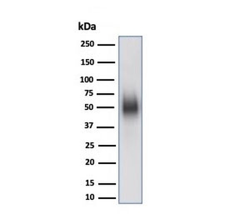 CD48 Antibody (Pan Leukocyte Marker)