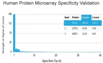 PGP9.5 / UchL1 Antibody