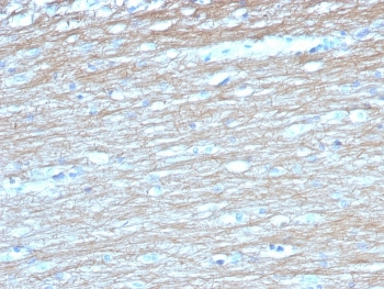 PGP9.5 / UchL1 Antibody