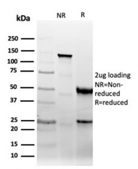 Recombinant CD47 Antibody / IAP / Integrin Associated Protein