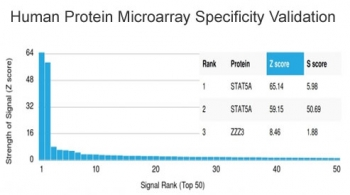 STAT5A Antibody
