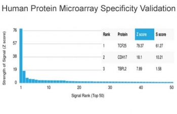 TCF-25 Antibody / Transcription factor 25