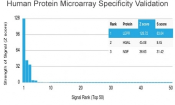 Leptin Receptor Antibody / LEPR / Ob-R