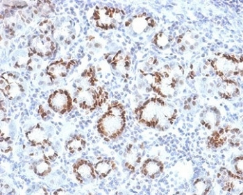 SOX9 Antibody