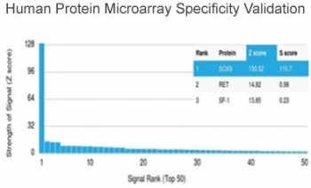 SOX9 Antibody