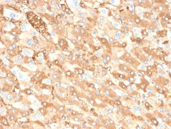 Recombinant Albumin Antibody