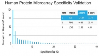 IL15 Antibody