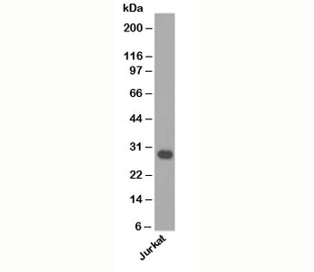 Bcl-X Antibody
