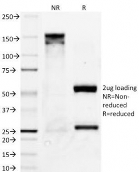 Bcl-X Antibody