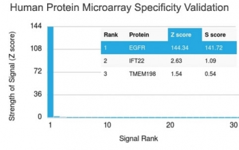 EGFR Antibody