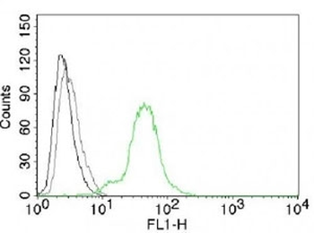 Estrogen Receptor beta Antibody