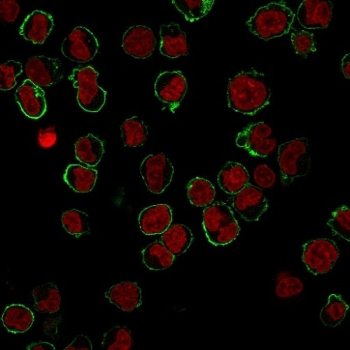CD43 Antibody